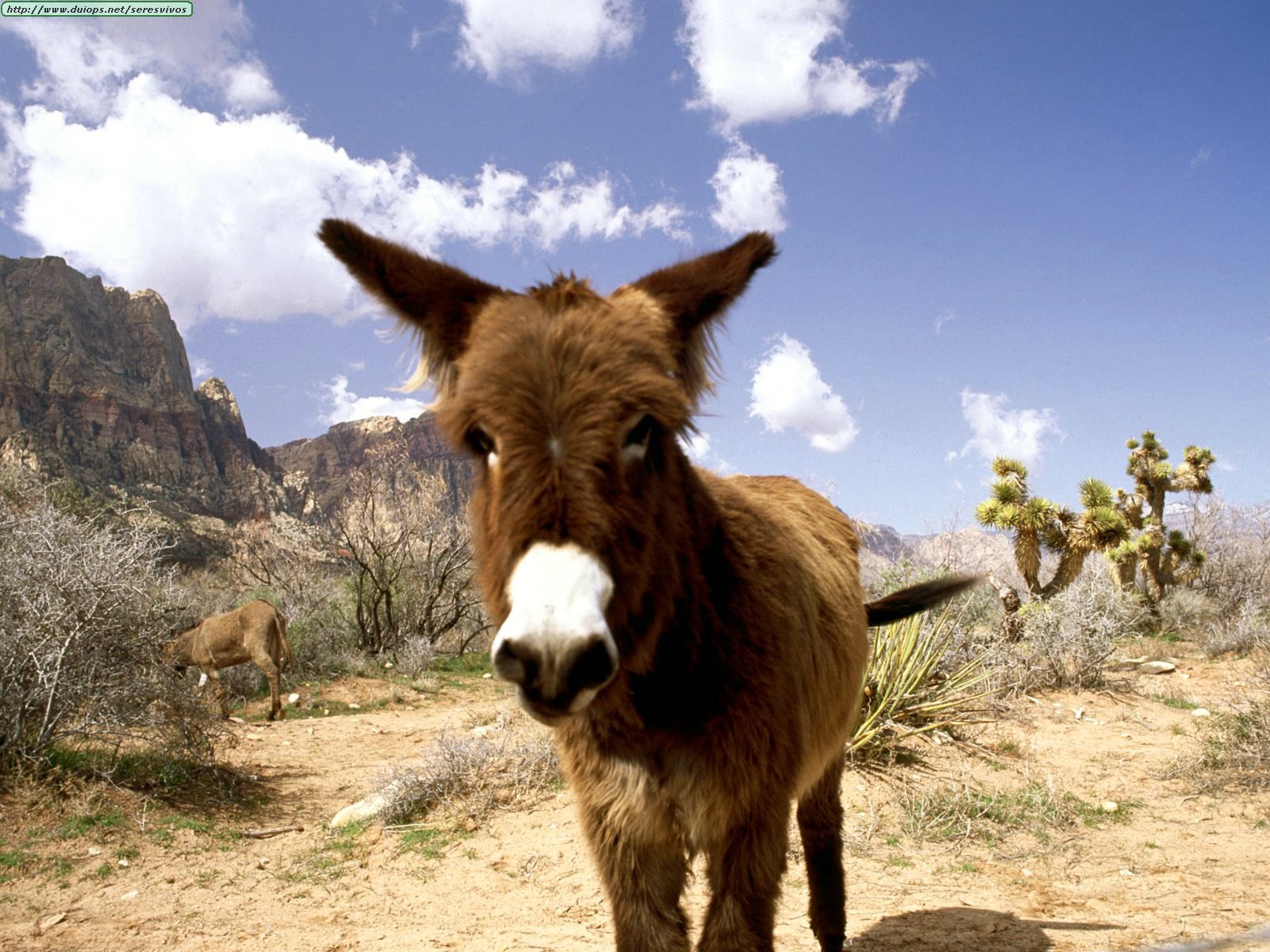 Fotos de burros y mulas